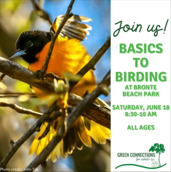 Basics to Birding with Oakvillegreen