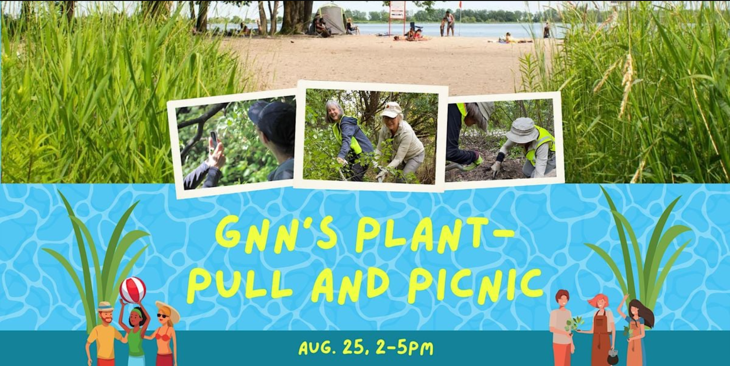 GNN’s Cherry Beach Plant-pull and Picnic